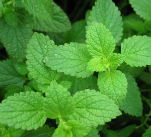 peppermint plant benefits