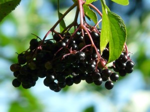 Elderberry