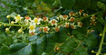 Boswellia, an herb to help breathing problems