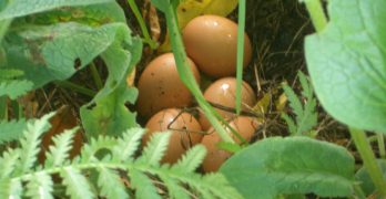 Supercharge Your Mornings With Pastured Eggs