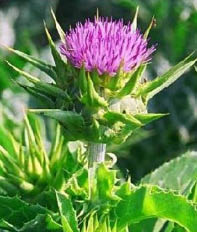 milkthistle