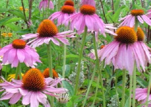 Echinacea Benefits Immune System Function