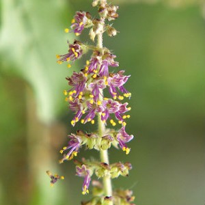 Holy Basil flowers