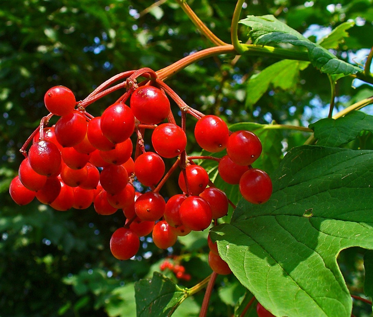 Can Cramp Bark pourrait aider à se détendre et à soutenir les problèmes féminins ...