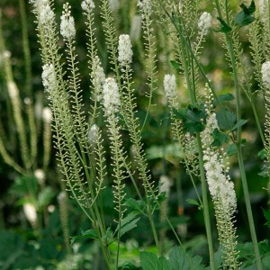 black cohosh