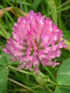 red clover