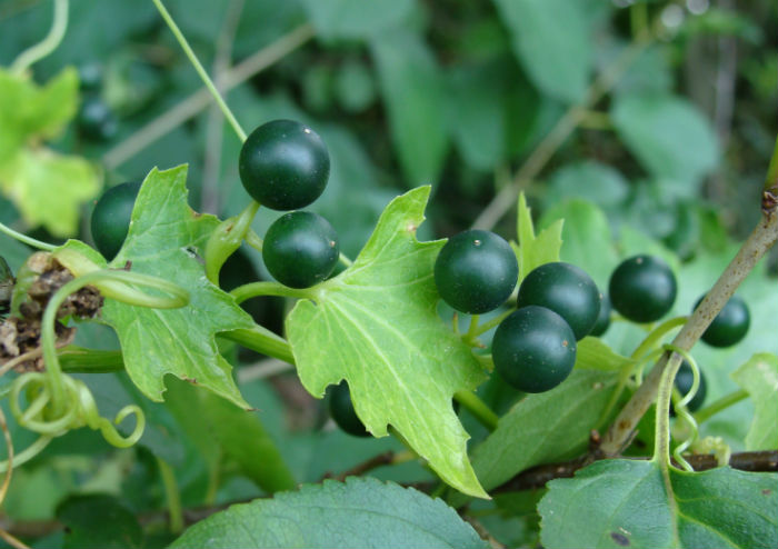 Health benefits of Bryonia Alba - Vitamins and Their Uses