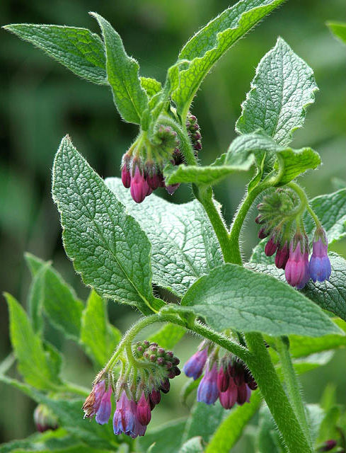 comfrey plant roots