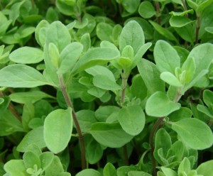 Marjoram