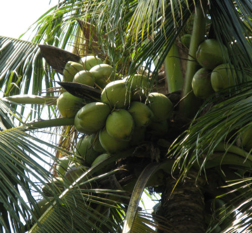 Health Benefits of Coconut Sugar