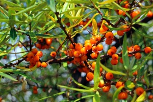 Sea Buckthorn