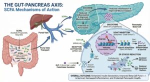 The Gut-Pancreas Axis, the importance of good Gut Health!