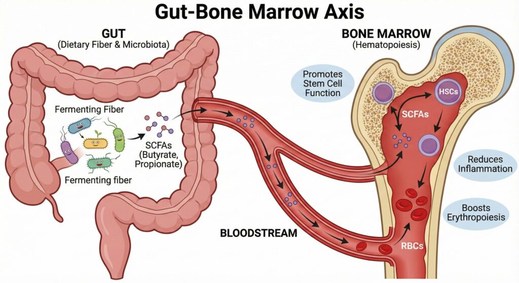 The Gut Bone Marrow Axis