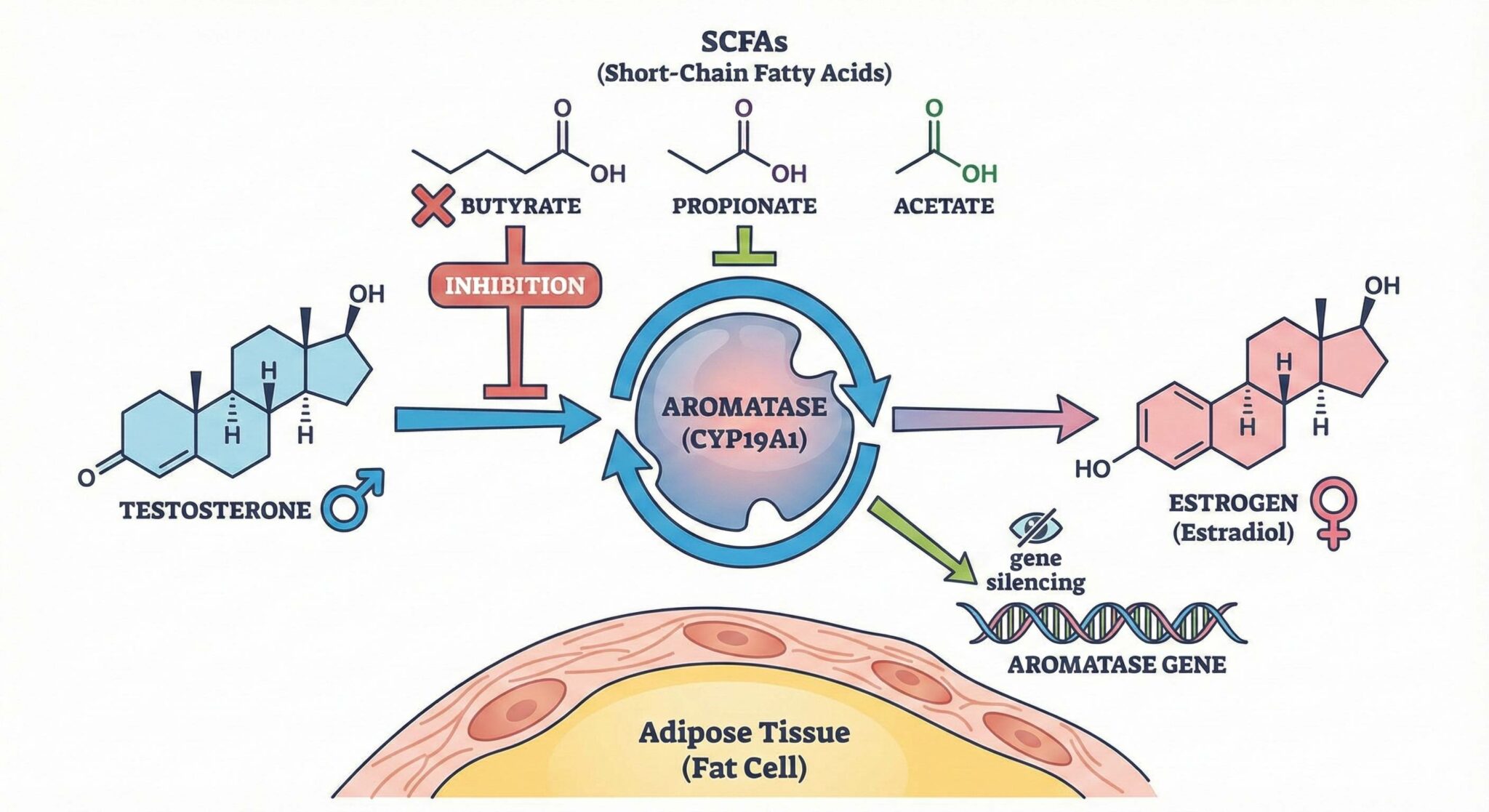 Can SCFAs Slow Down The Conversion of Free Circulating Testosterone to Estrogen