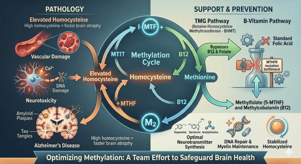 Methylation, Homocysteine and brand health!