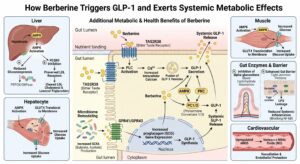 Berberine and GLP-1 the connection!