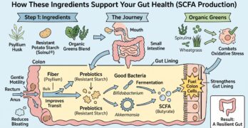 What it takes to have a healthy Gut and strong SCFA production!