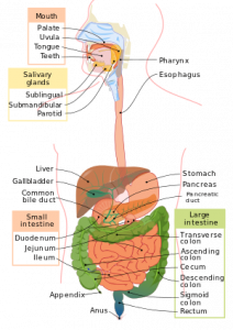 300px-Digestive_system_diagram_en.svg.png
