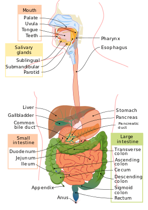 300px-Digestive_system_diagram_en.svg.png