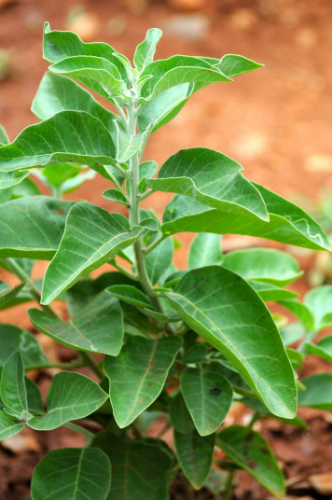 Ashwagandha for effective stress relief