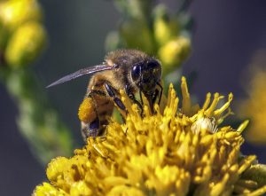 bee-pollen