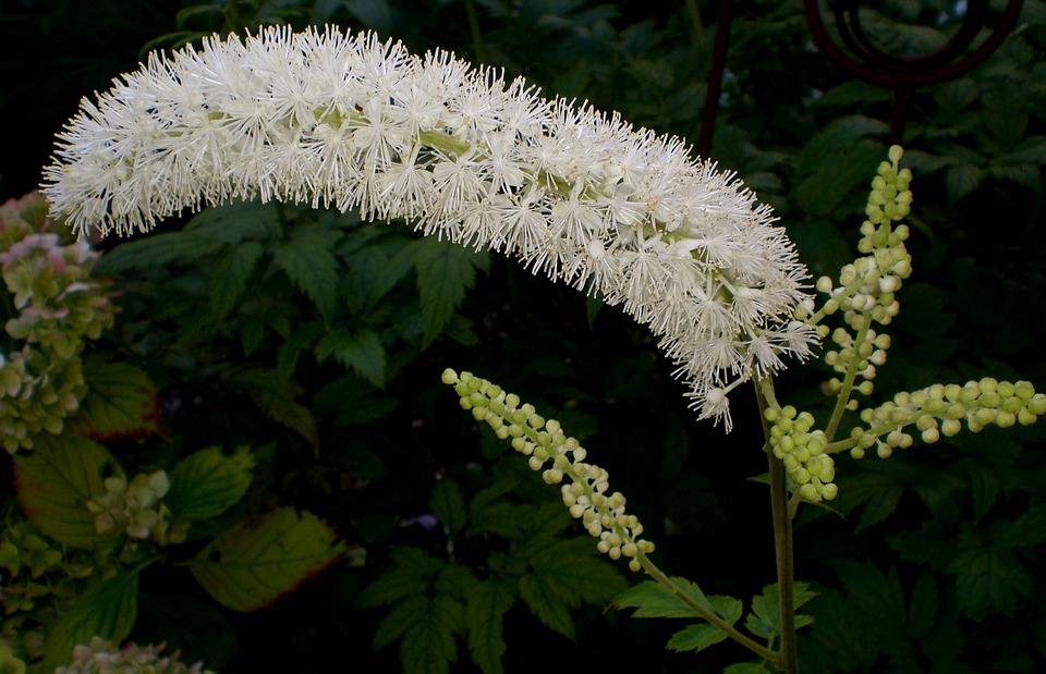 Black Cohosh Helps with Menopause