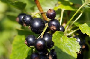 black-currant