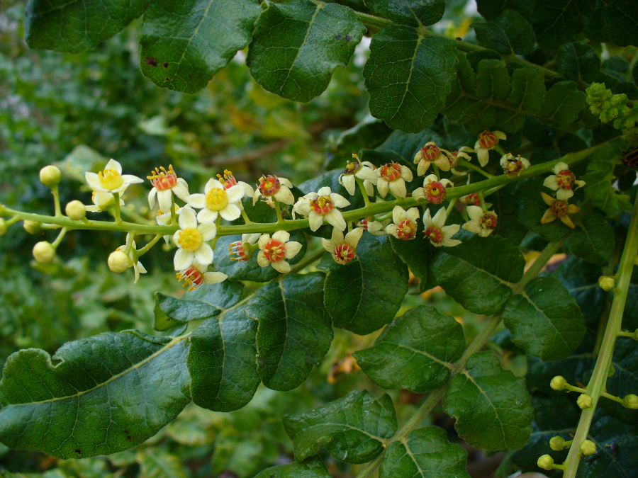 Boswellia, an herb to help breathing problems