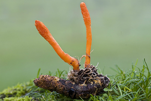 What are the benefits of cordyceps?