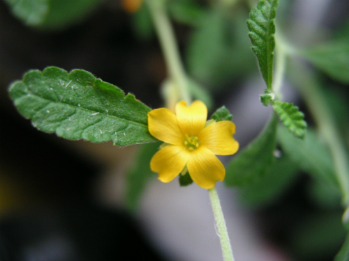 Damiana: How the Herb May Help Improve Hormone Function, Mood and More