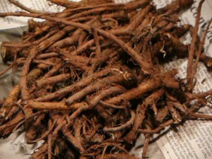 Dandelion Root