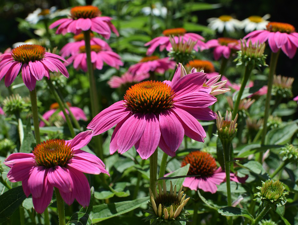 Did You Know Echinacea Angustifolia Can help Reduce Stress?