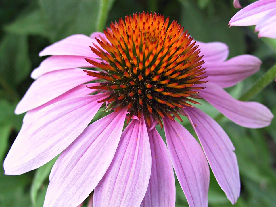 7 Popular Uses of Echinacea