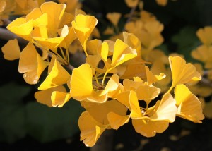 Gingko Biloba