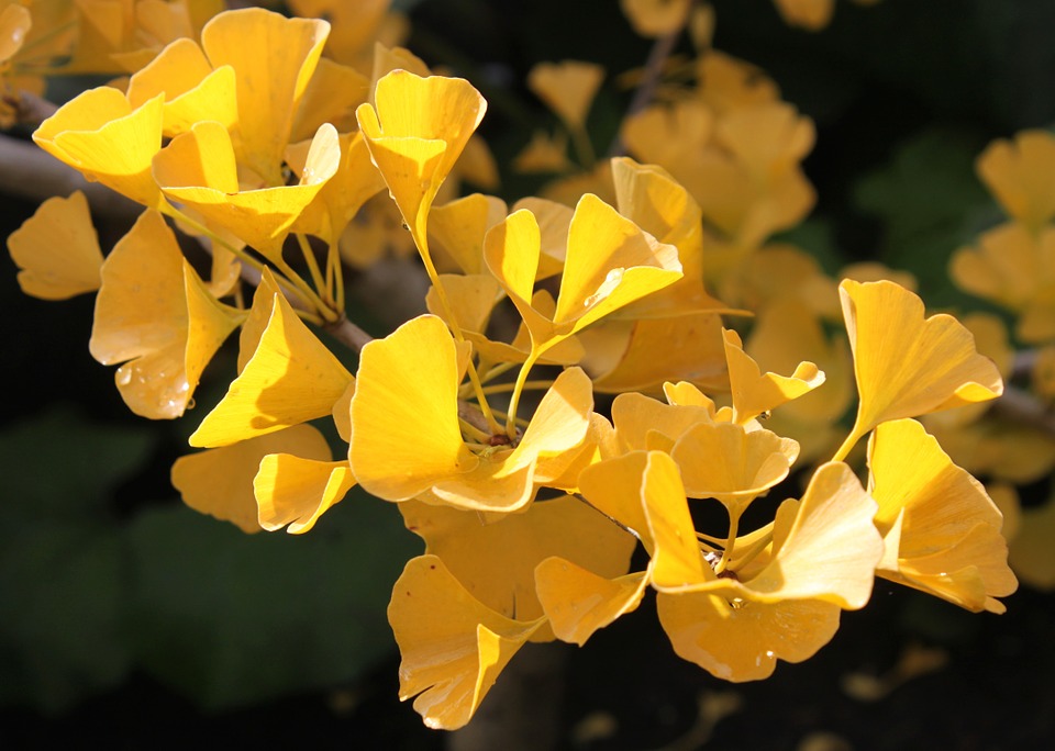 Can Ginkgo Improve Memory?