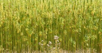 Non-Cannabis Phytocannabinoids That Affect the Endo-Cannabinoid System