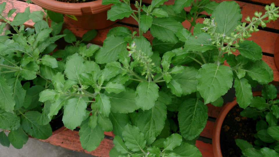 Stress Relieving Properties of Holy Basil