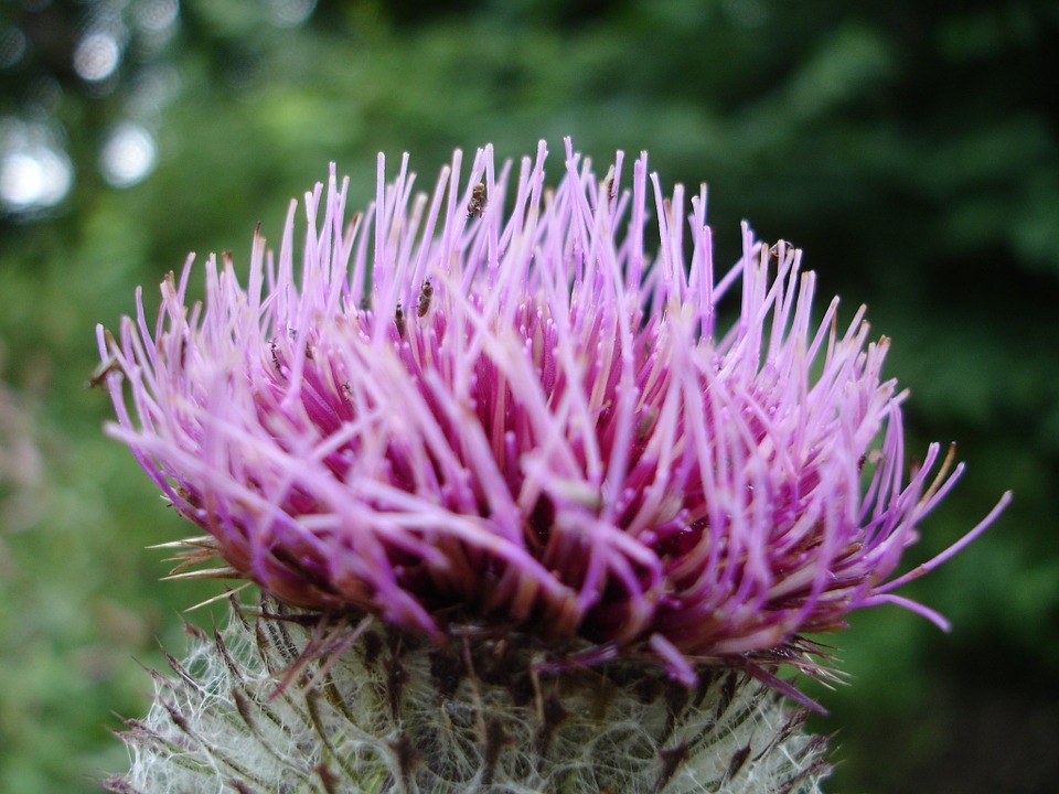 Milk Thistle and Liver Function: How Milk Thistle Protects the Liver