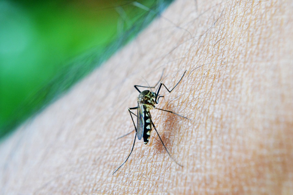 Zika Virus – What Is It and How Do I Know I Got It?