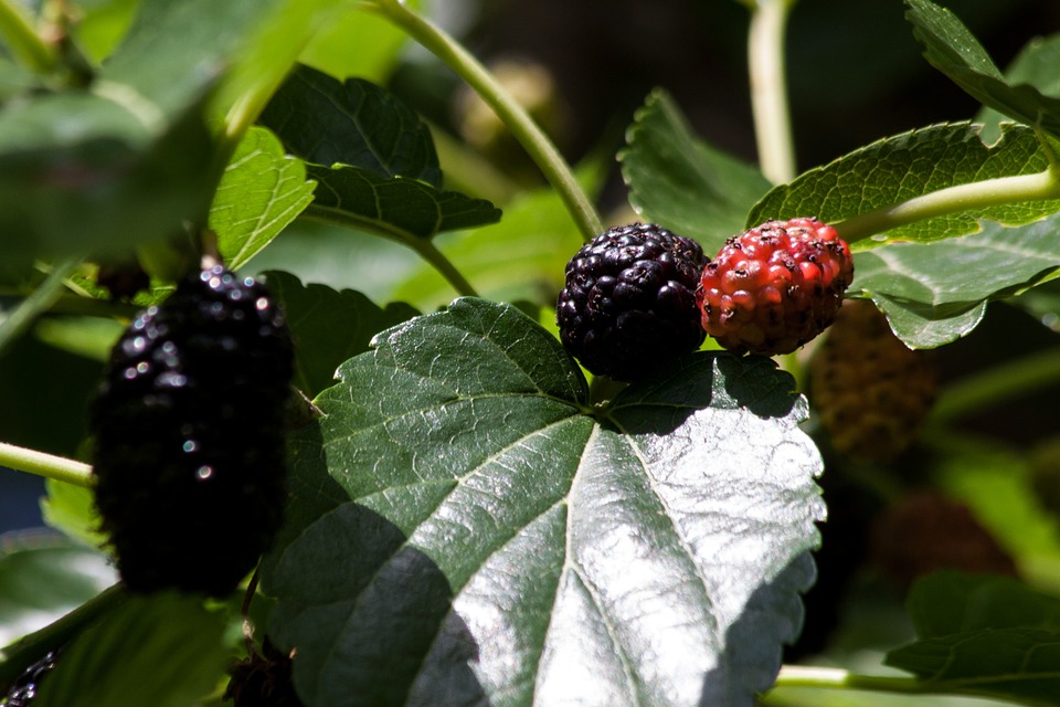 Support Healthy Blood Sugar Levels with Mulberry Extract