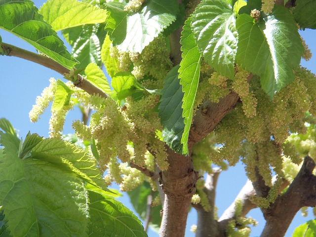 Mulberry May Lower Blood Sugar