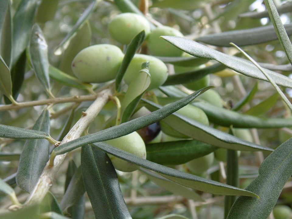 Olive Leaf Extract, A Heart Helper