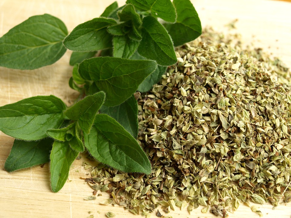 The Health Benefits of Oregano Oil