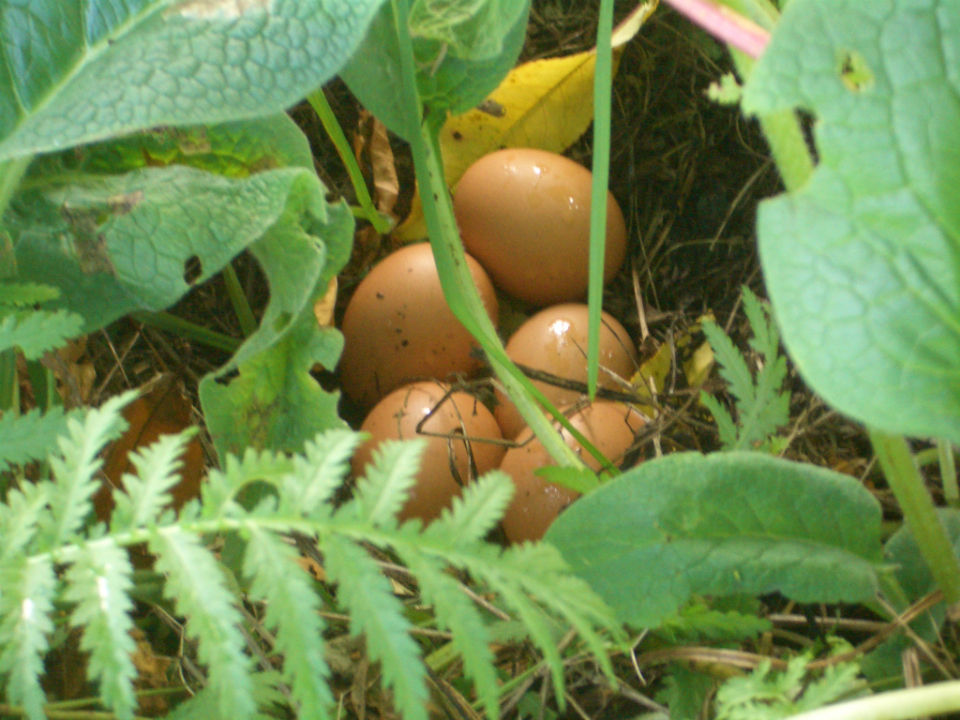 Supercharge Your Mornings With Pastured Eggs