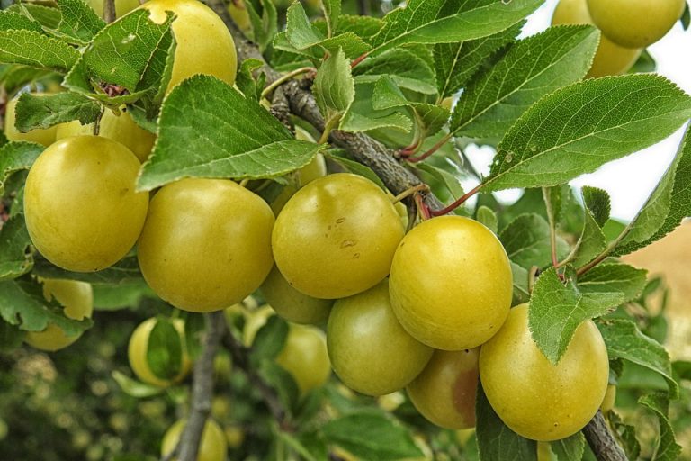 How Does Kakadu Plum Enhance Skin Health Vitamins and Their Uses