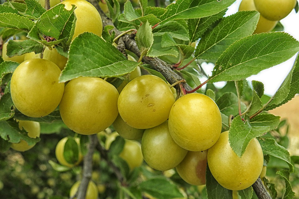 How Does Kakadu Plum Enhance Skin Health