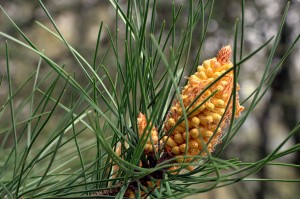 Pycnogenol Pinus