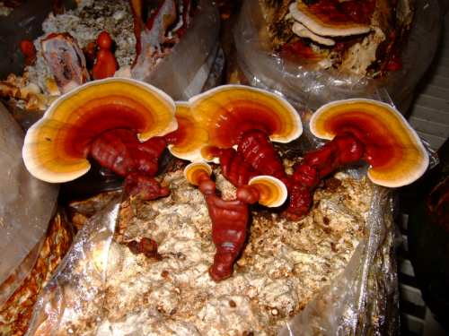 Magical Mushrooms for better health!