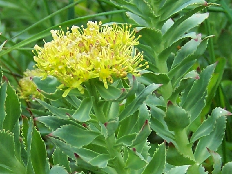 Reduce Fatigue And Improve Mood With Rhodiola