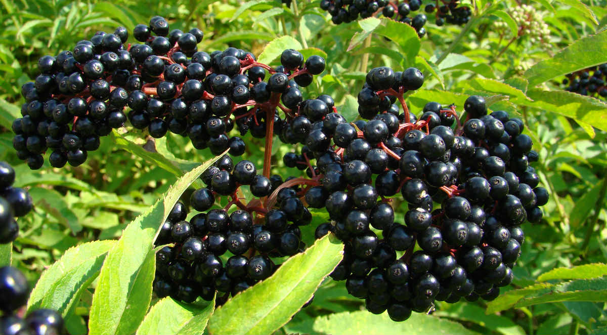 Stop Cold And Flu In Their Tracks With Elderberry